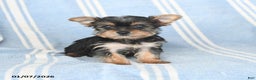 Yorkshire Terrier dogs for sale: Tina - Ad 1