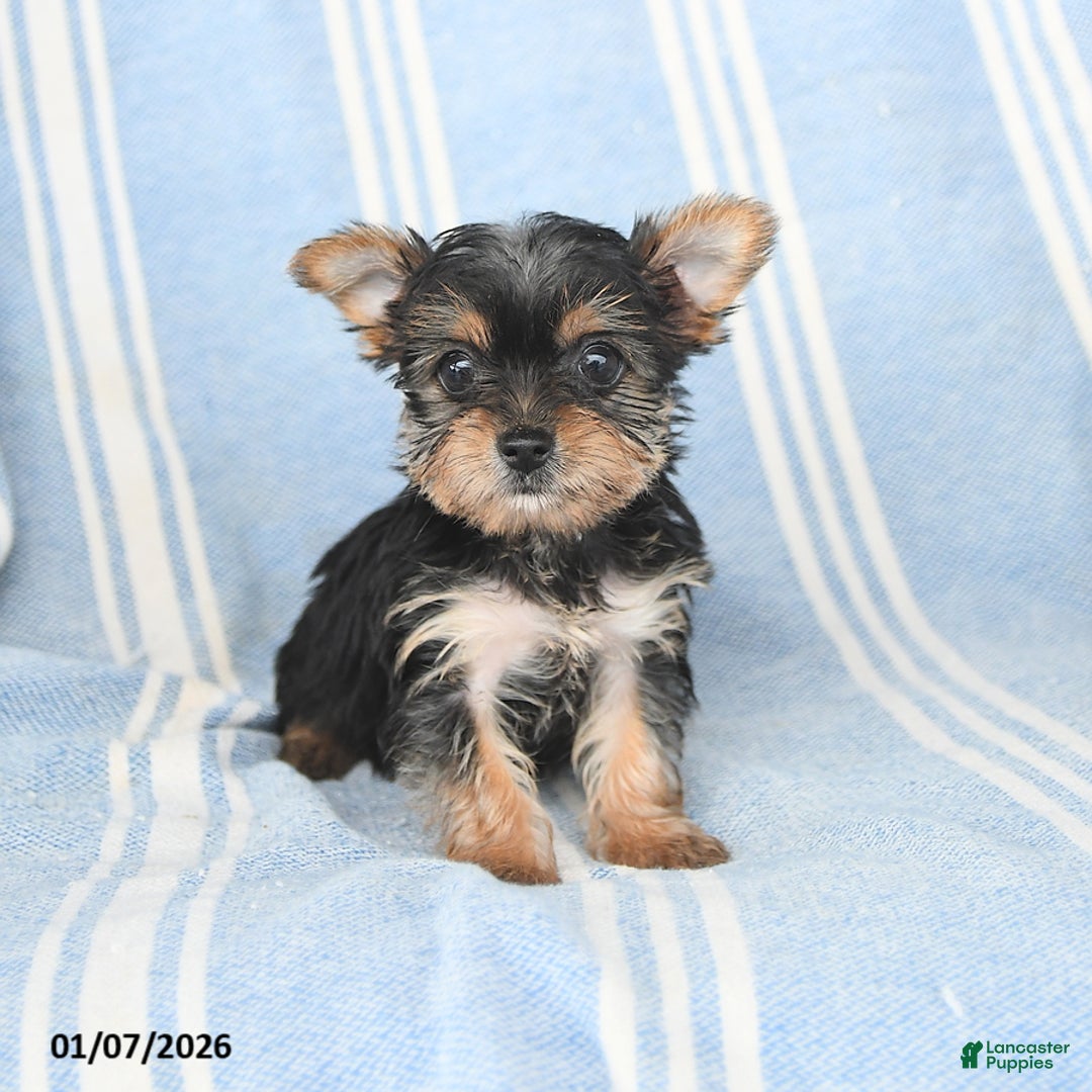 Yorkshire Terrier dogs for sale: Tina - Ad 1