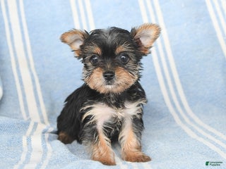 Yorkshire Terrier dogs Tina - Ad 29