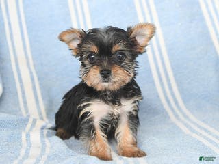 Yorkshire Terrier dogs Tina - Ad 23