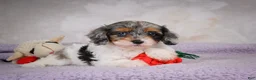 Cavapoo dogs for sale: Molly - Ad 7
