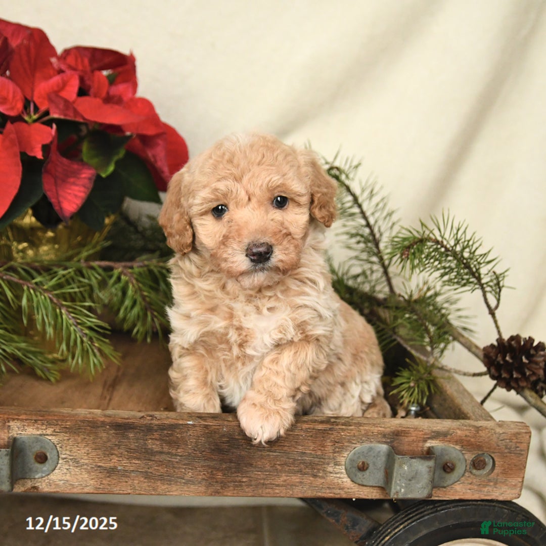 Sheltiedoodle dogs for sale: Sunshine - Ad 3