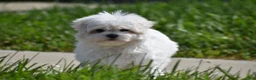 Maltese dogs for sale: Teddy - Ad 3