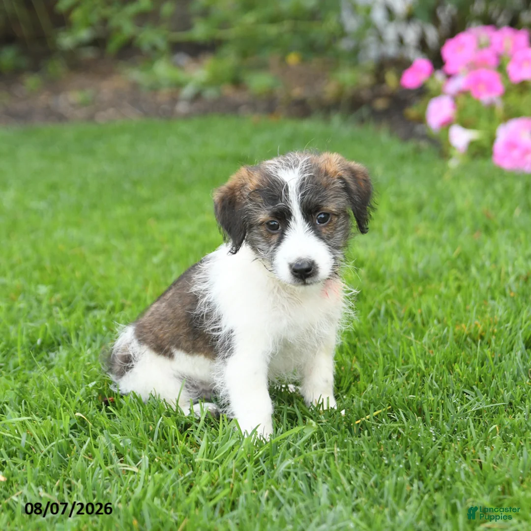 Mixed Breed dogs for sale: Freddie - Ad 1