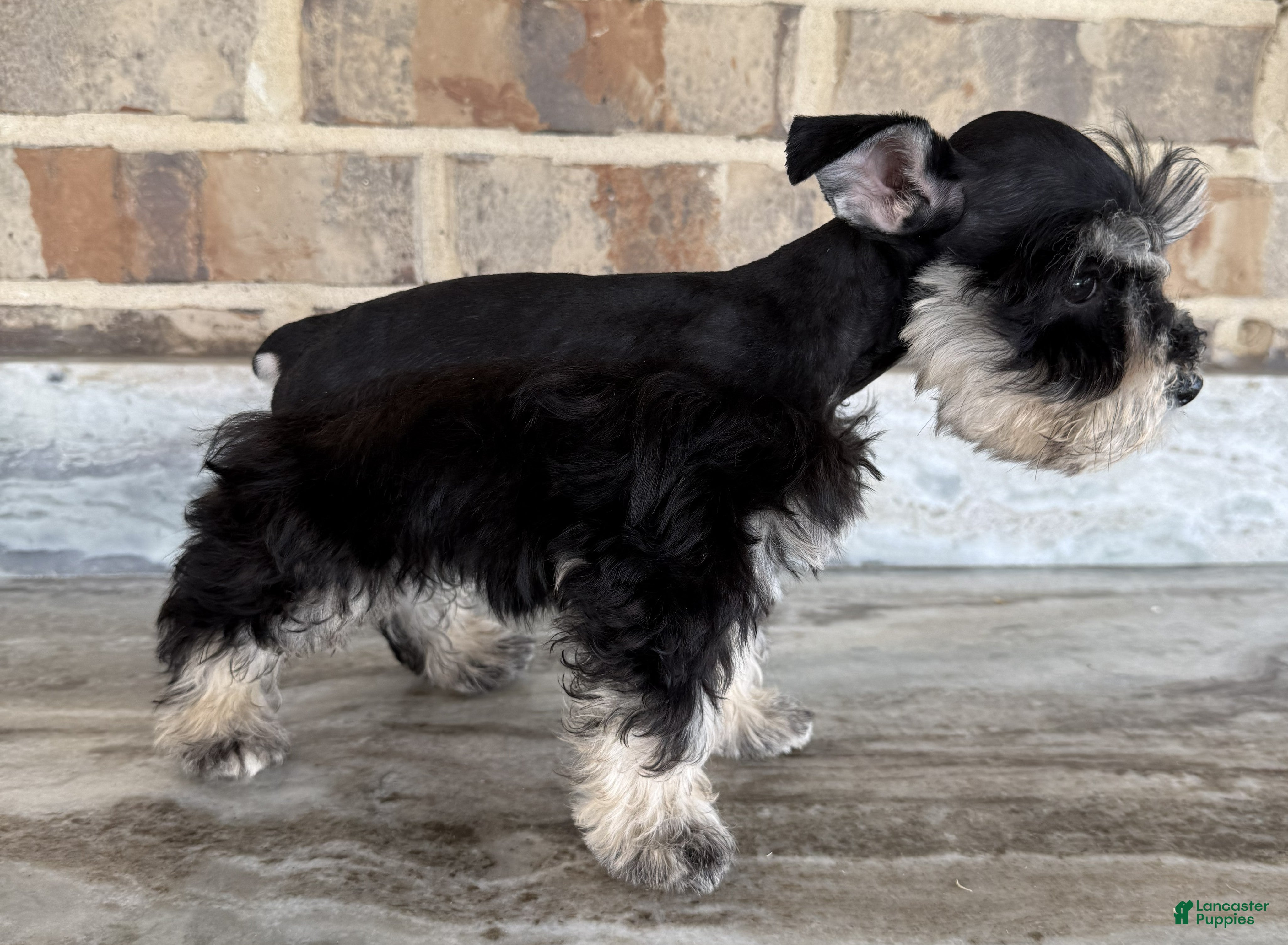 Miniature Schnauzer dogs Apollo - Ad 2