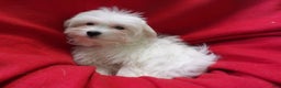 Maltese dogs for sale: Maltese Puppy 2 - Ad 4