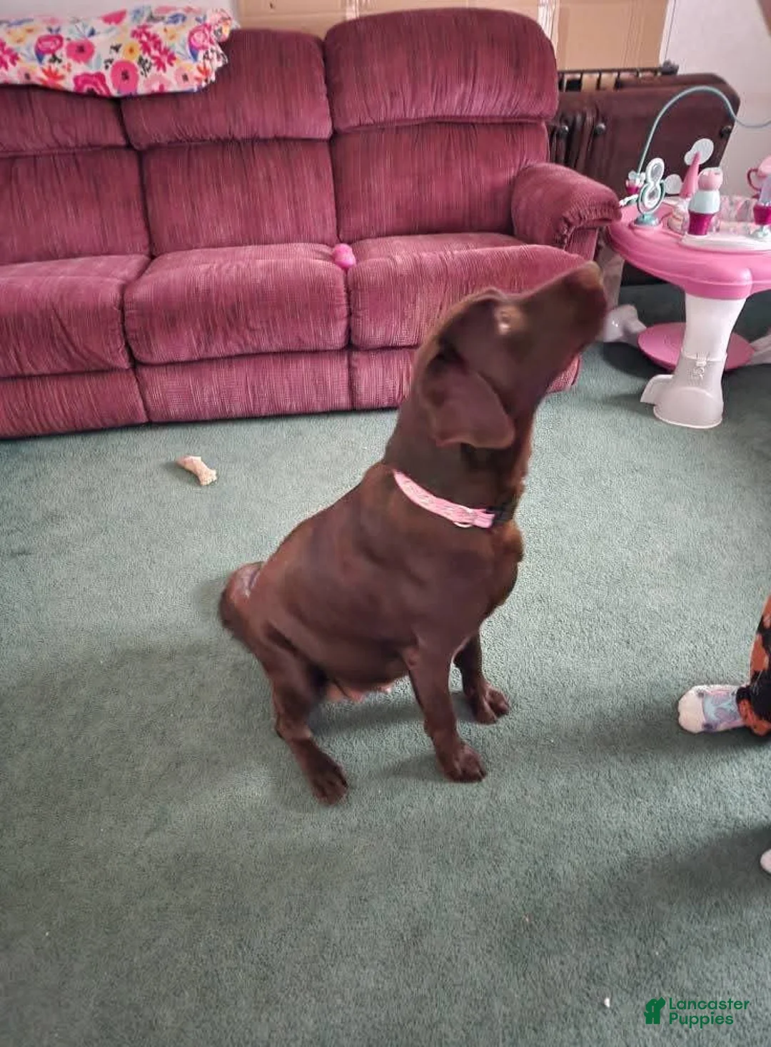 Labrador Retriever dogs for sale: Labrador Retriever Puppy 1 - Ad 3