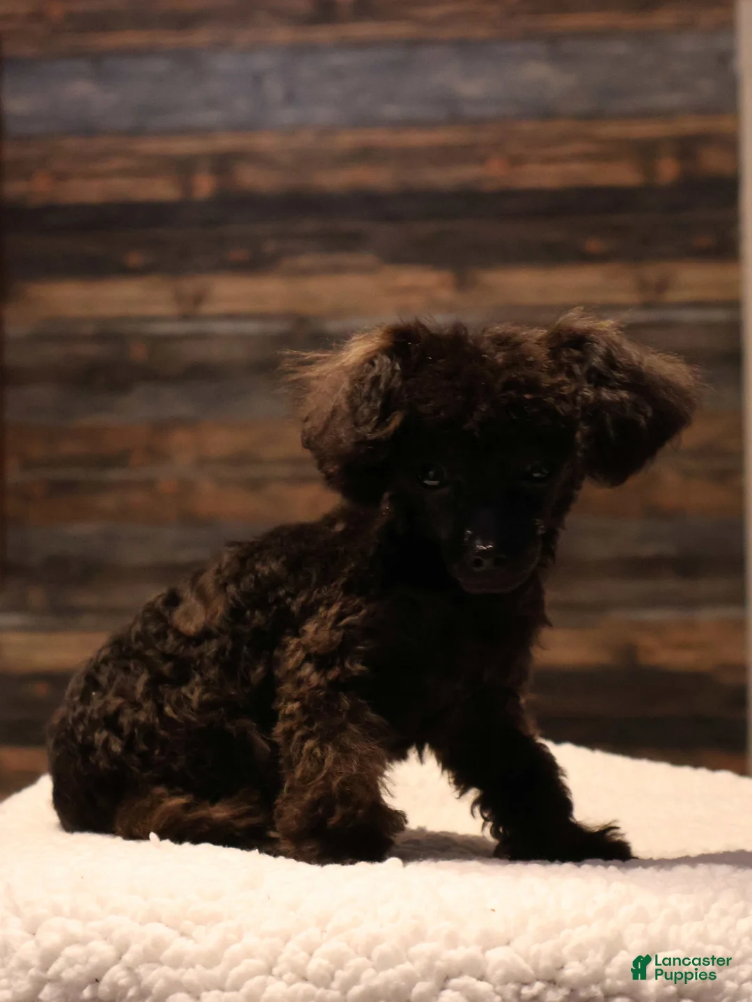 Toy Poodle dogs for sale: Oliver - Ad 4