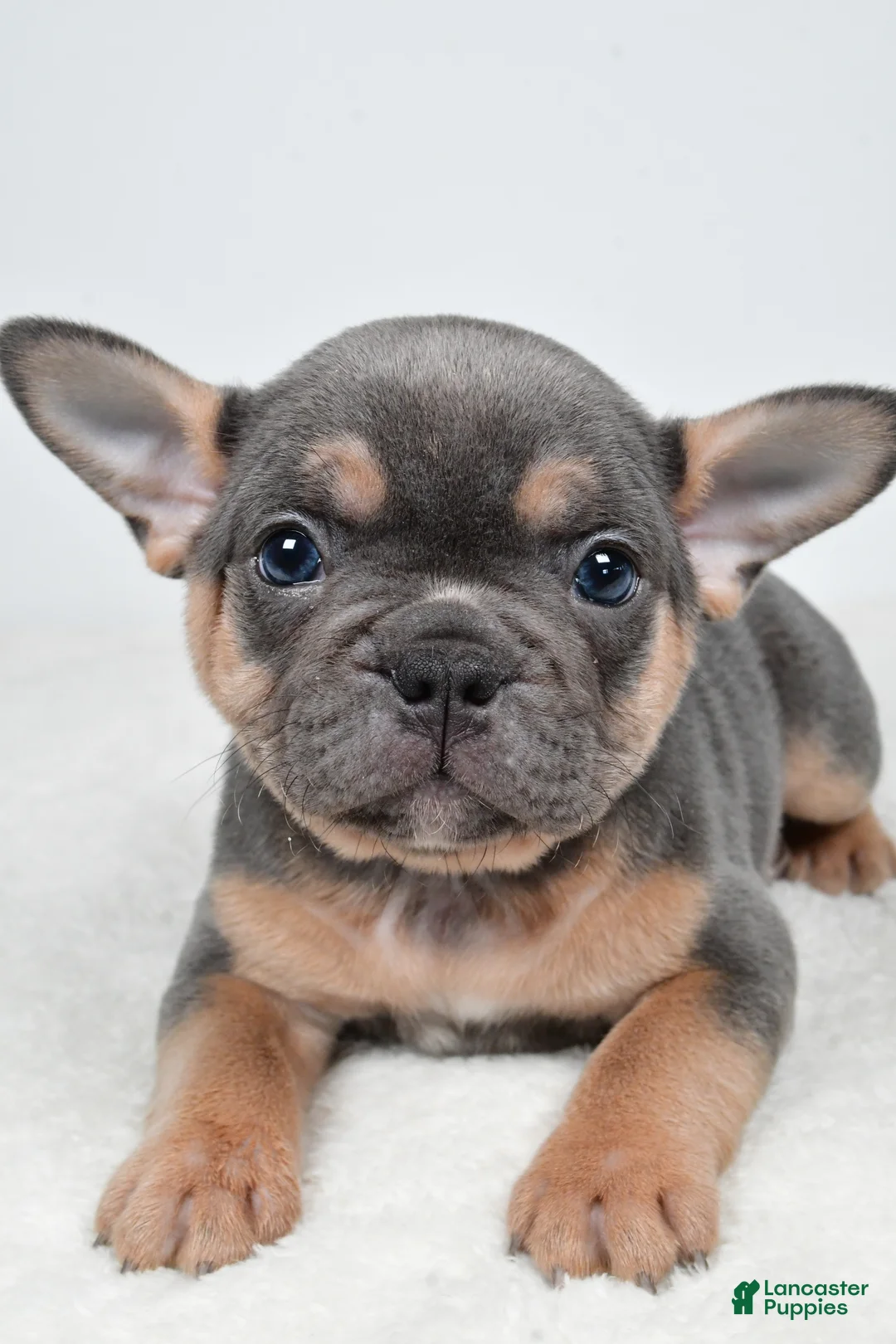 French Bulldog dogs for sale: Bentley - Ad 2