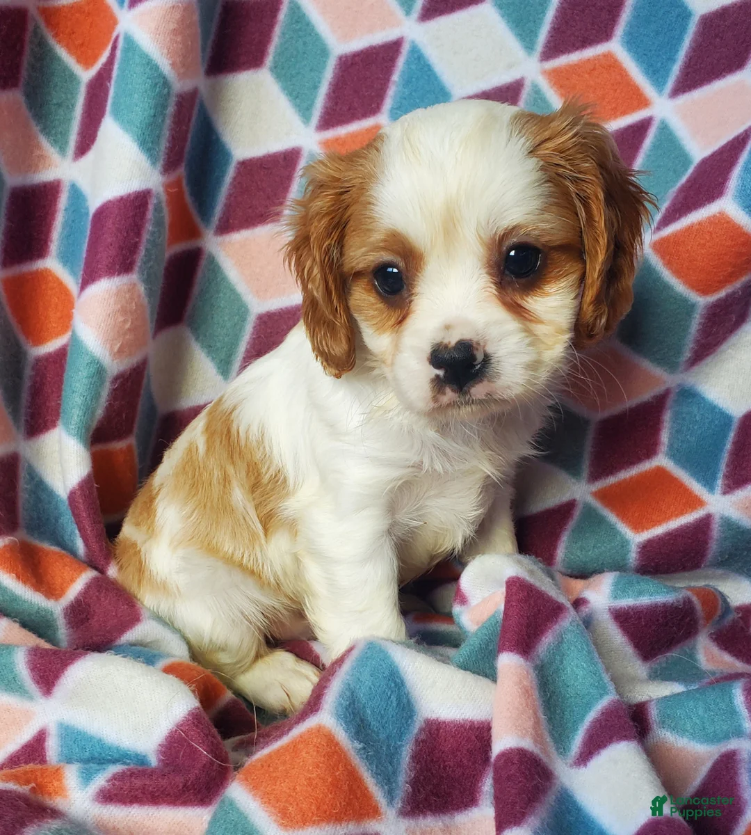 Cavachon dogs for sale: Dutton - Ad 2
