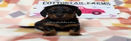 Dachshund dogs for sale:  AKC Black & Tan Long Haired Female Dachshund ALL Clear - Ad 4