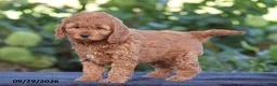 Cavapoo dogs for sale: Kelly - Ad 4