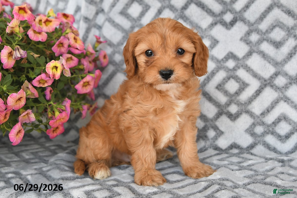 Cavapoo dogs Taz - Ad 2