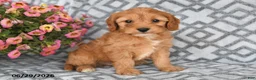 Cavapoo dogs for sale: Taz - Ad 2