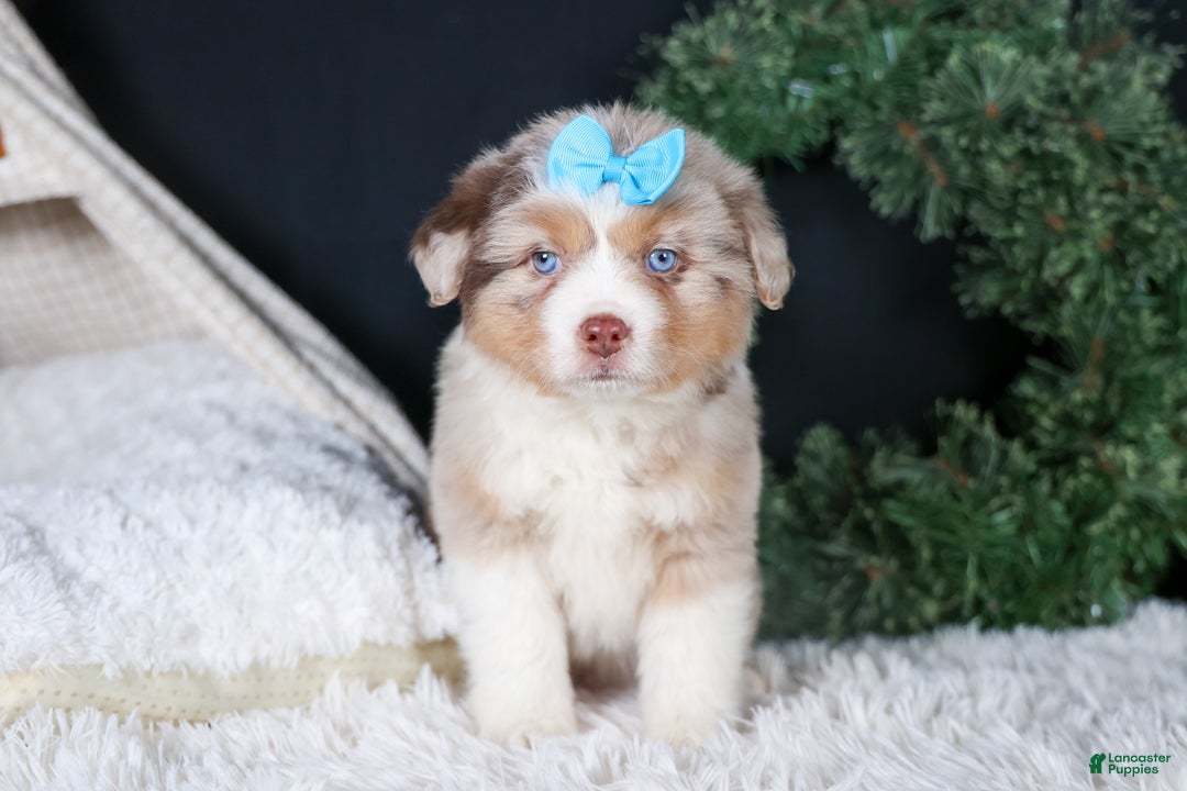 Miniature Australian Shepherd dogs for sale: SCOOTER - Ad 5