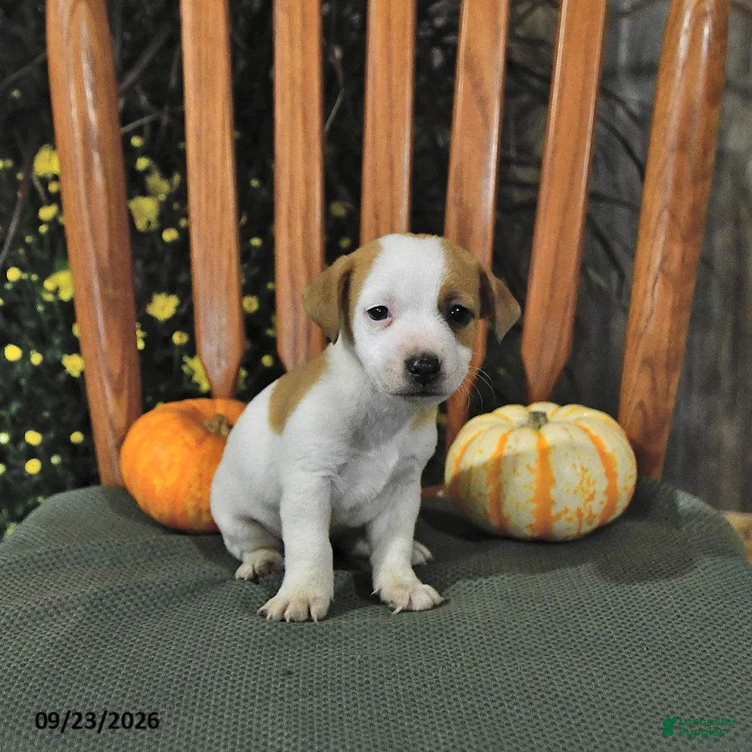 Jack Russell Terrier dogs for sale: Fletcher - Ad 2