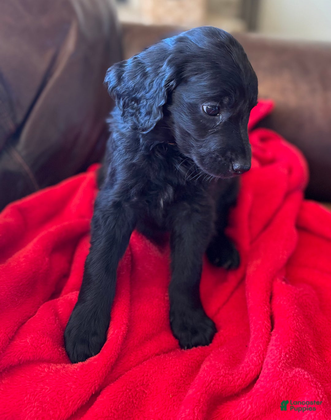 Goldendoodle dogs for sale: Yellow collar girl - Ad 13