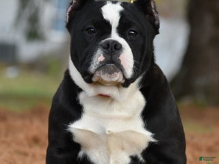 Mixed Breed dogs Prettia bully bulldog hybrid - Ad 7