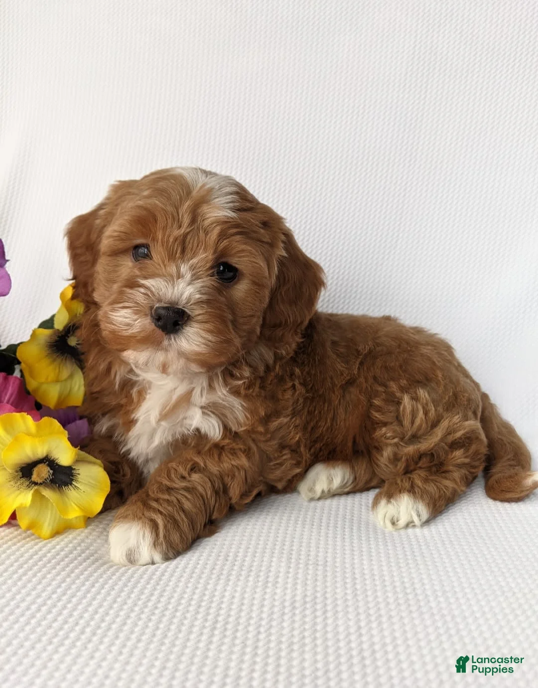 Gallery Image {{count}}