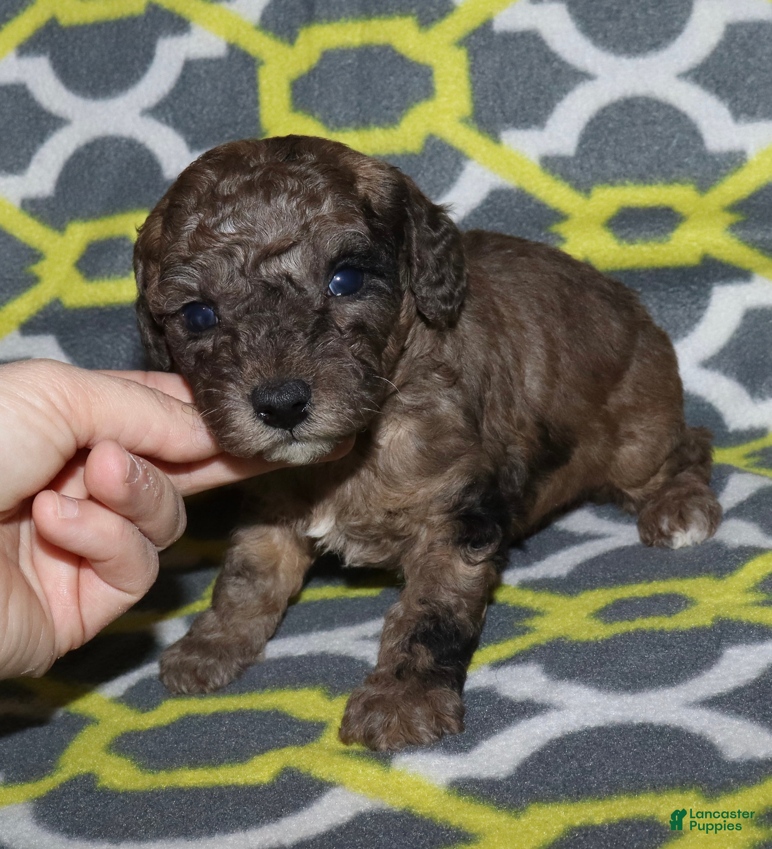 Miniature Poodle dogs Harlee’s brown Merle male - Ad 8