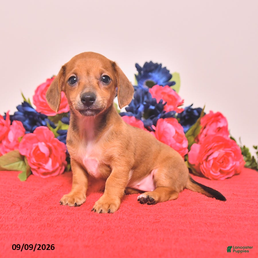 Miniature Dachshund dogs Winona - Ad 1