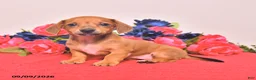 Miniature Dachshund dogs for sale: Winona - Ad 1