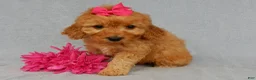 Mini Goldendoodle dogs for sale: Lela-MEDIUM - Ad 4