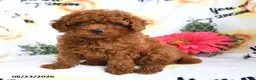 Toy Poodle dogs for sale: Cuddles - Ad 4