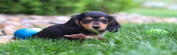 Miniature Dachshund dogs for sale: Barbie - Ad 8