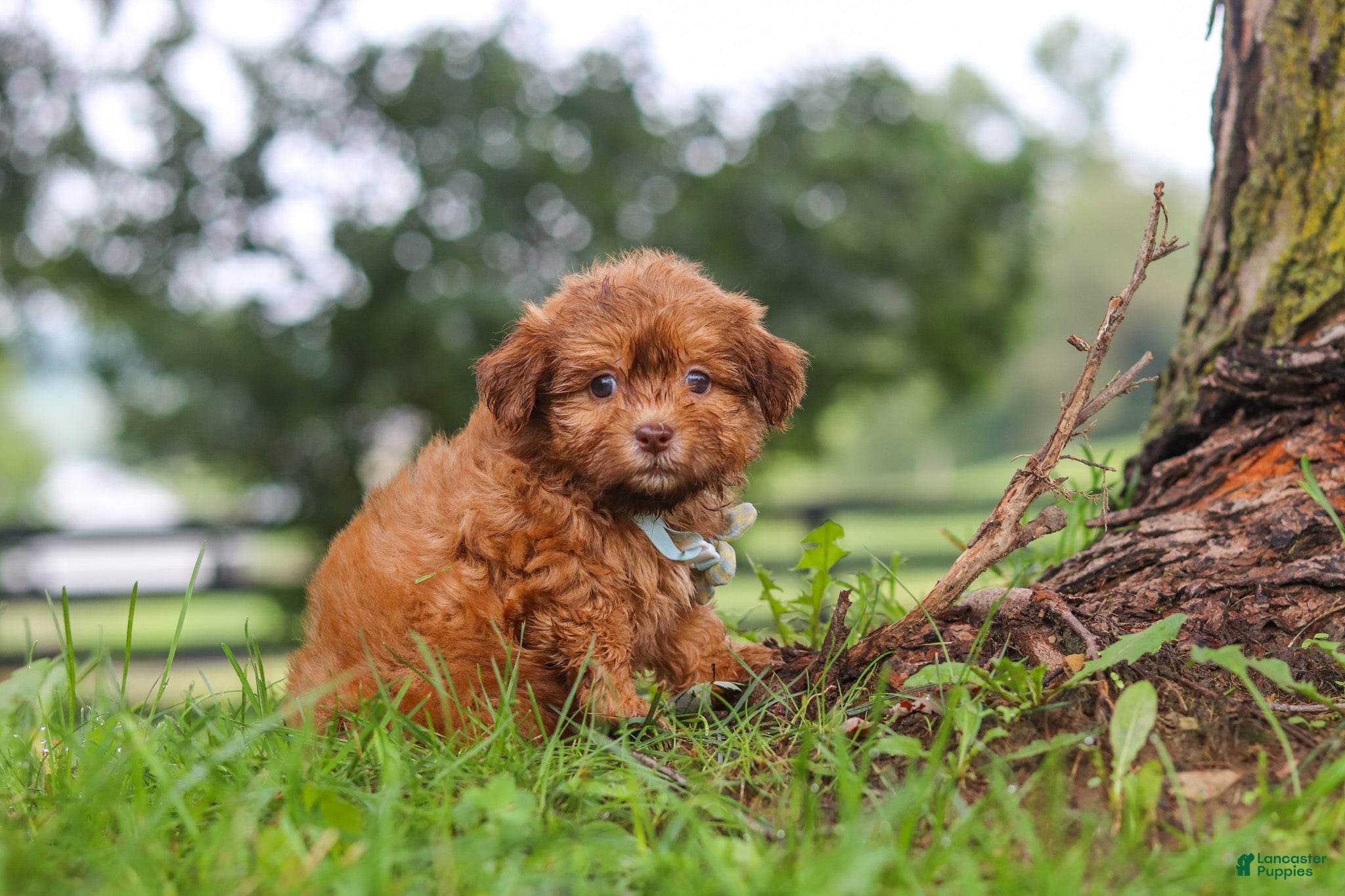Shihpoo dogs Waffles - Ad 2