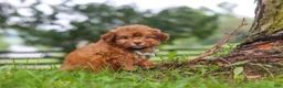 Shihpoo dogs for sale: Waffles - Ad 2