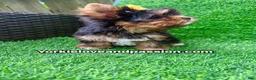 Yorkshire Terrier dogs for sale: Small traditional female  - Ad 10