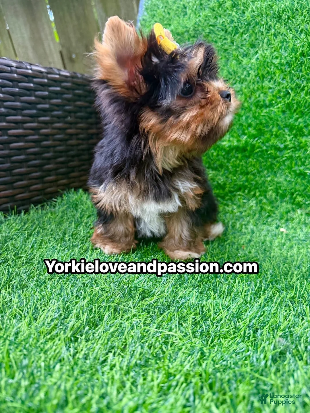 Yorkshire Terrier dogs for sale: Small traditional female  - Ad 10