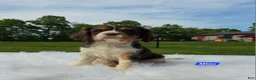 Cavalier King Charles Spaniel dogs for sale: Miso - Ad 3