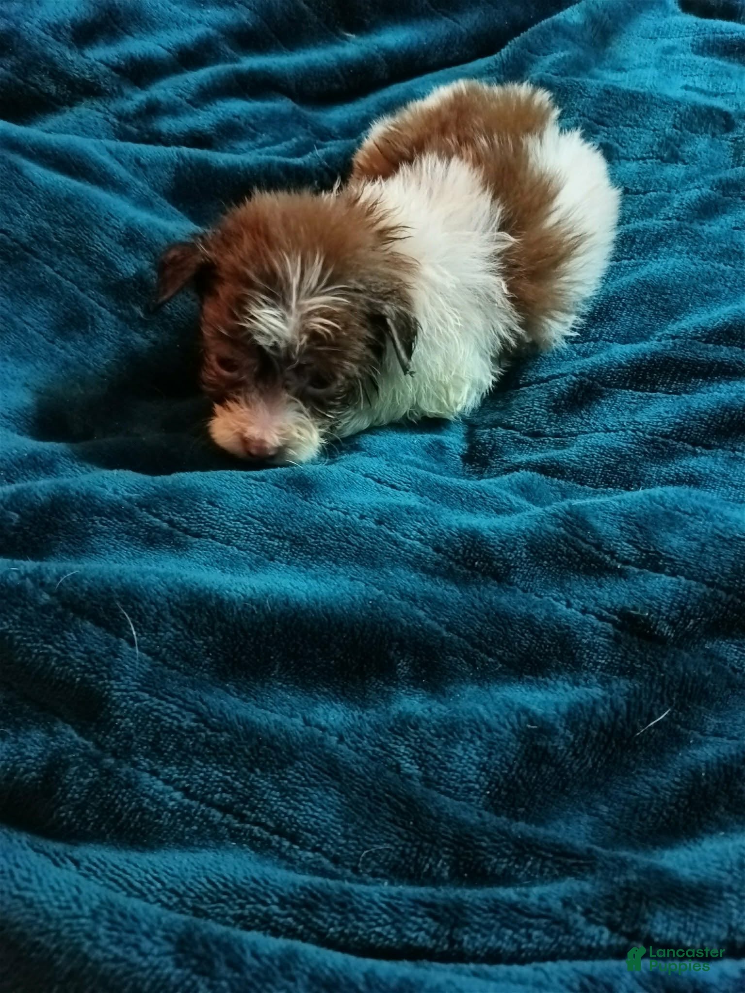 Havanese dogs Havanese 2 - Ad 39