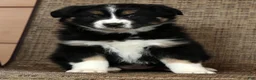 Miniature Australian Shepherd dogs for sale: Rose - Ad 3