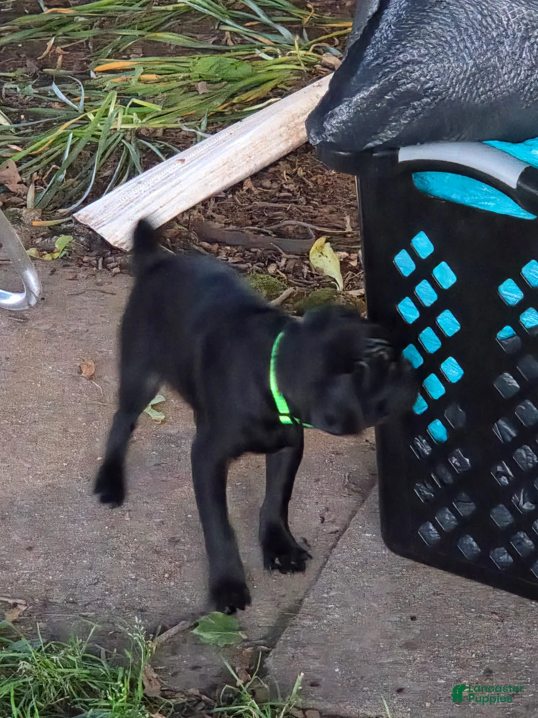 Pug dogs for sale: Cooper  - Ad 1