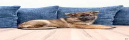 German Shepherd dogs for sale: Mandy - Ad 3