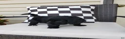 Yorkiepoo dogs for sale: Yorkiepoo 1 - Ad 5