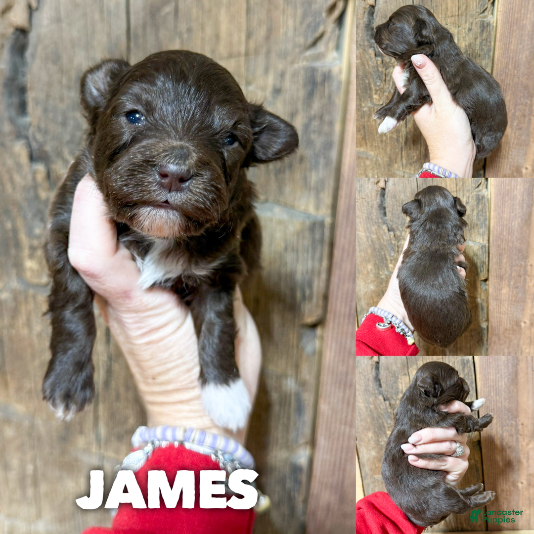 Mixed Breed dogs for sale: James - Ad 1