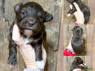 Mixed Breed dogs James - Ad 18