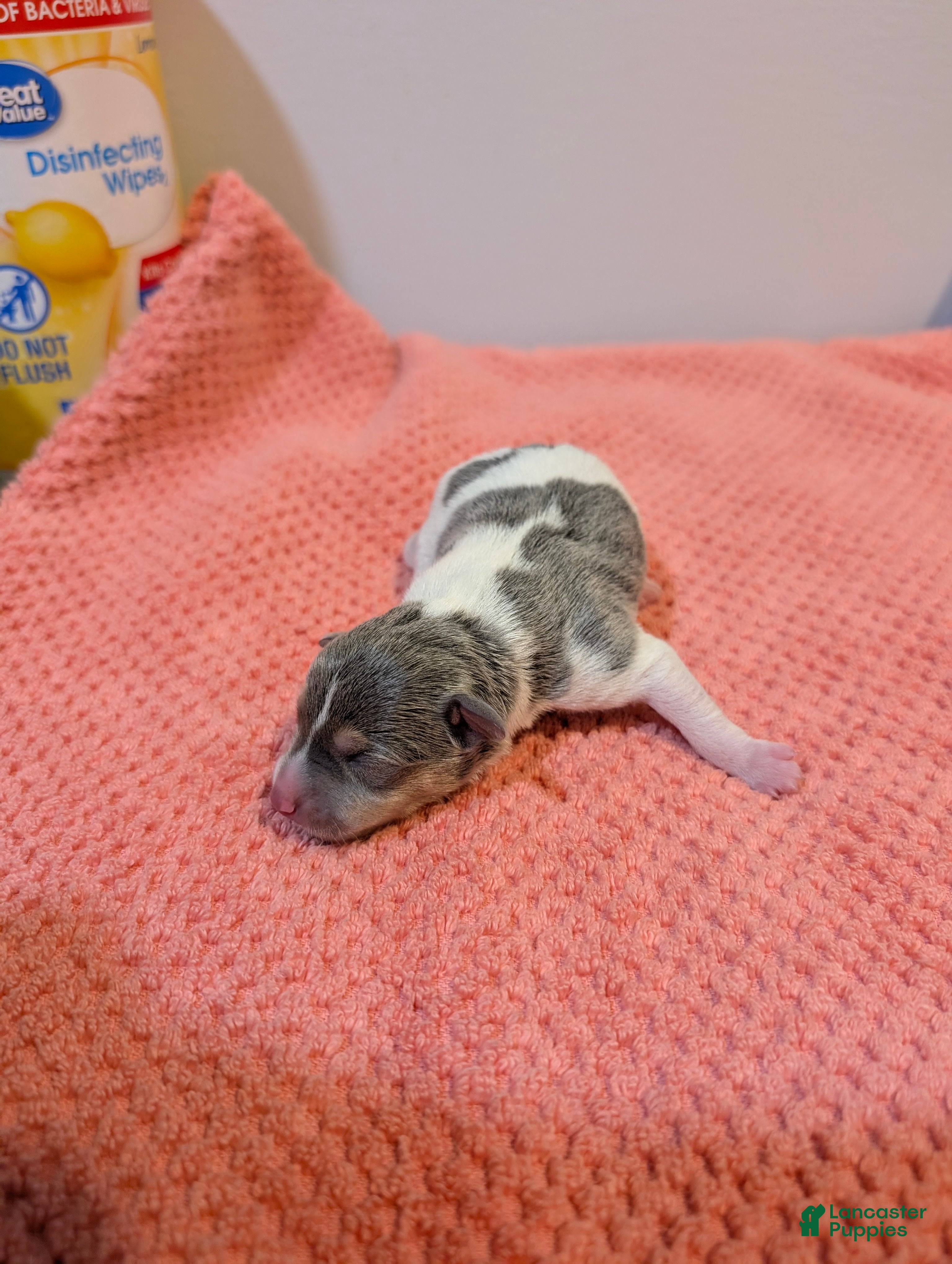Rat Terrier dogs Freddy - Mini Rat - Ad 1