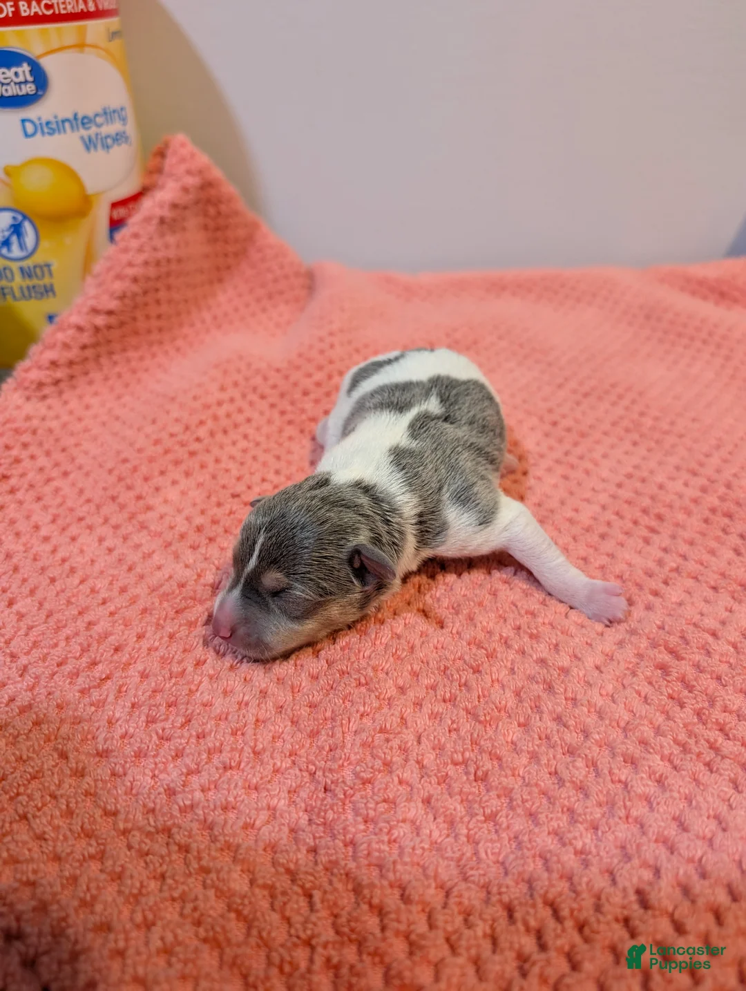 Rat Terrier dogs for sale: Freddy - Mini Rat - Ad 1