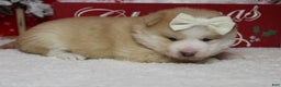 Pomsky dogs for sale: Shasta  - Ad 12