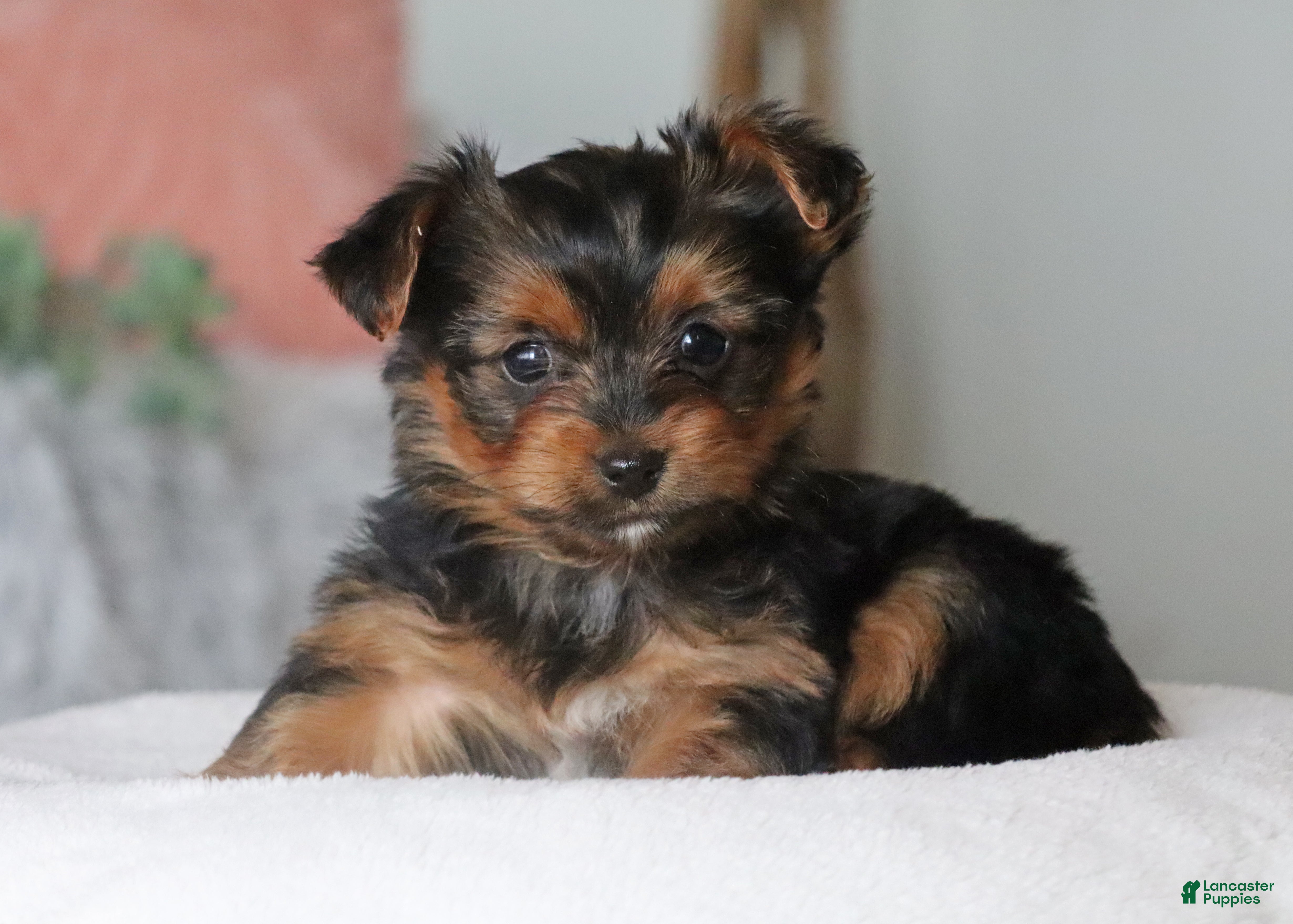 Yorkshire Terrier dogs Riley - Ad 1