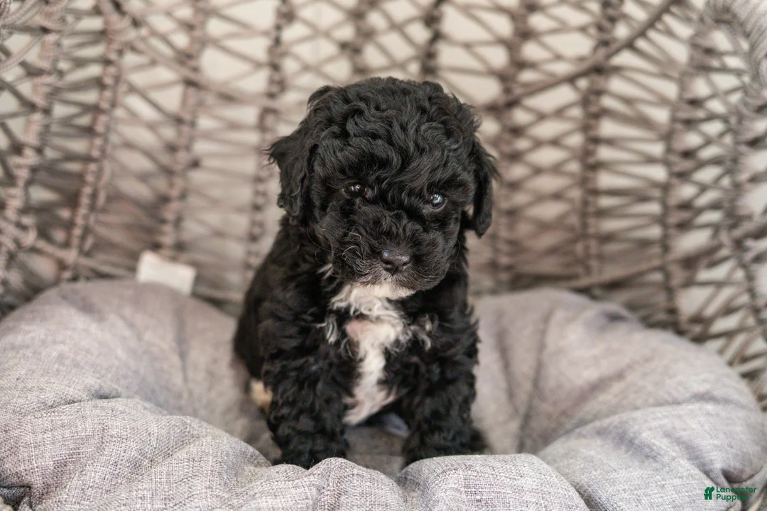 Cockapoo dogs for sale: Lucy - Ad 2