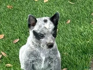 Australian Cattle Dog dogs Australian Cattle Dog Puppy 2 - Ad 2
