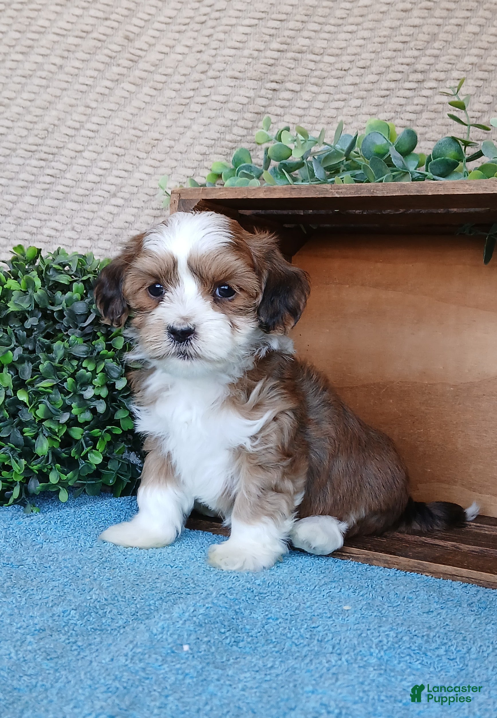 Havanese dogs Maple  - Ad 18