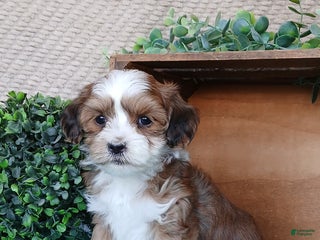 Havanese dogs Maple - Ad 18