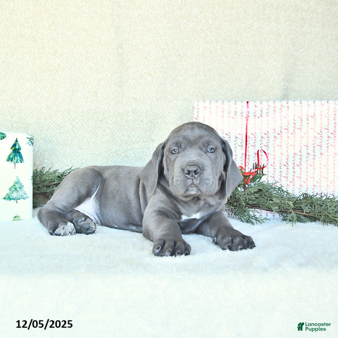 Cane Corso dogs for sale: Axel - Ad 3